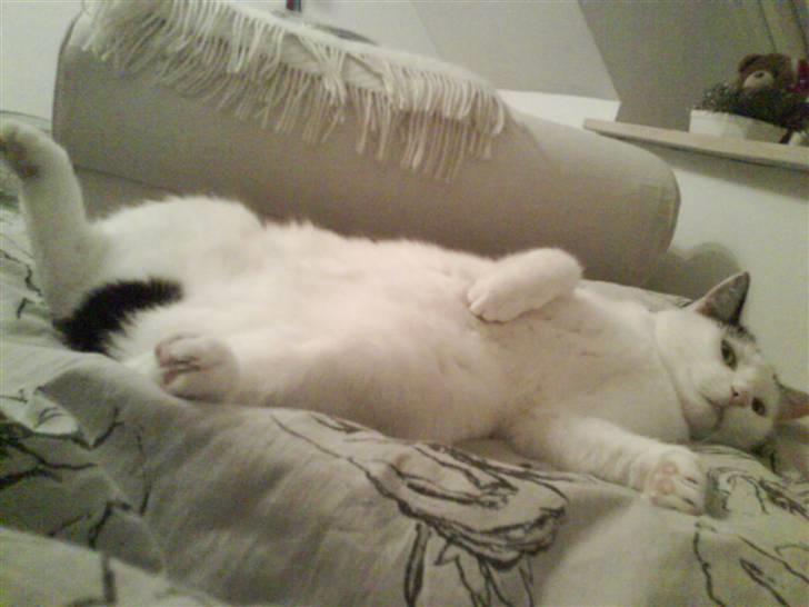 Huskat Alice>>--(¯`v´¯)->  - Det her er bare hygge!!<3 billede 9