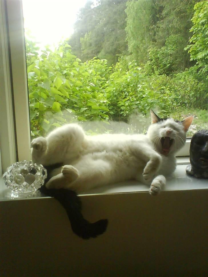 Huskat Alice>>--(¯`v´¯)->  - I må bager over med mig, jeg har jo lige sovet!<3 jeg er jo ikke så ung som jeg har været;) billede 10