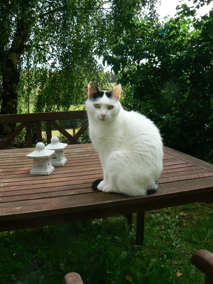 Huskat Alice>>--(¯`v´¯)->  - <33 billede 11