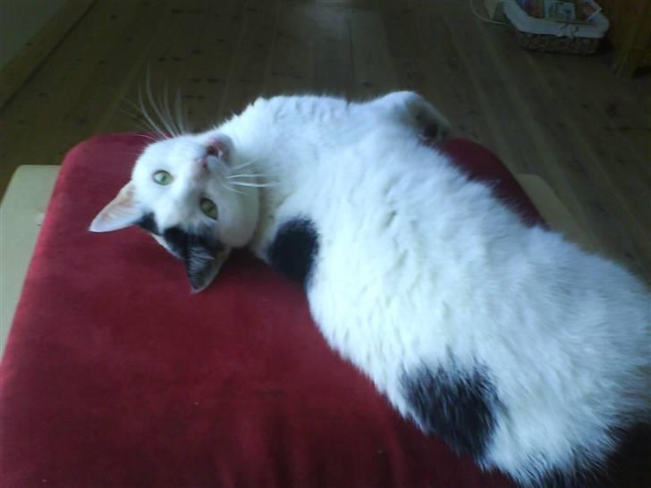 Huskat Alice>>--(¯`v´¯)->  - Er jeg ikke bare fin?<3 billede 12