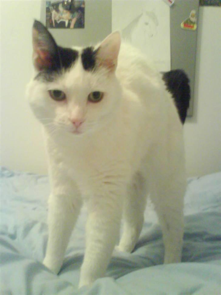 Huskat Alice>>--(¯`v´¯)->  - Jeg skal lige strække mig lidt!<3 billede 13