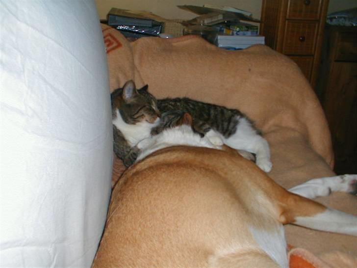 Blanding af racer Kylling - Kylling og Bailey elsker at putte sammen billede 15