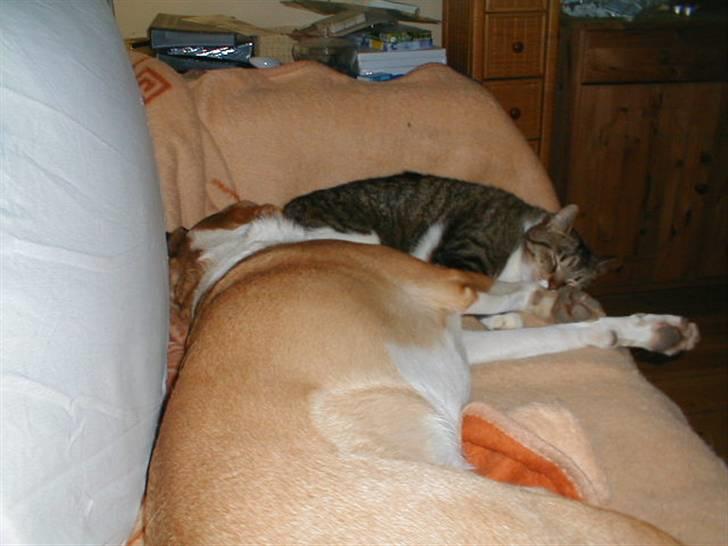 Blanding af racer Kylling billede 16