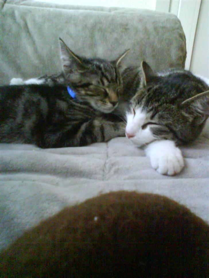 Huskat Sigurd † R.I.P. † billede 10