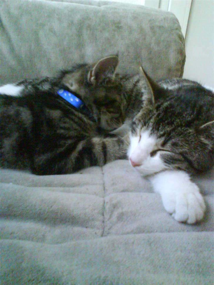 Huskat Sigurd † R.I.P. † billede 11