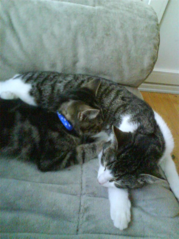 Huskat Sigurd † R.I.P. † billede 12