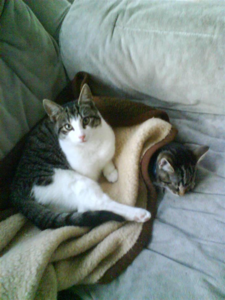 Huskat Sigurd † R.I.P. † billede 13