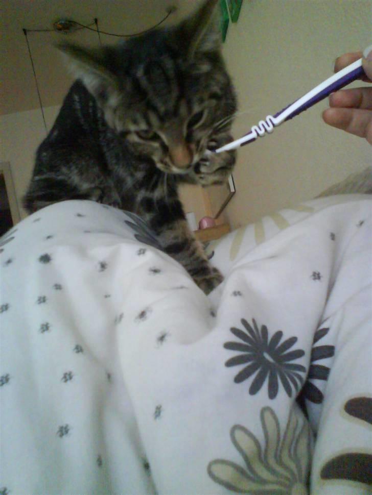 Huskat Sigurd † R.I.P. † billede 15