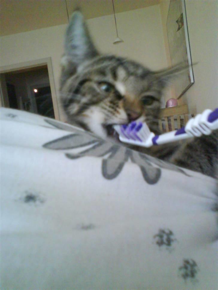 Huskat Sigurd † R.I.P. † billede 16