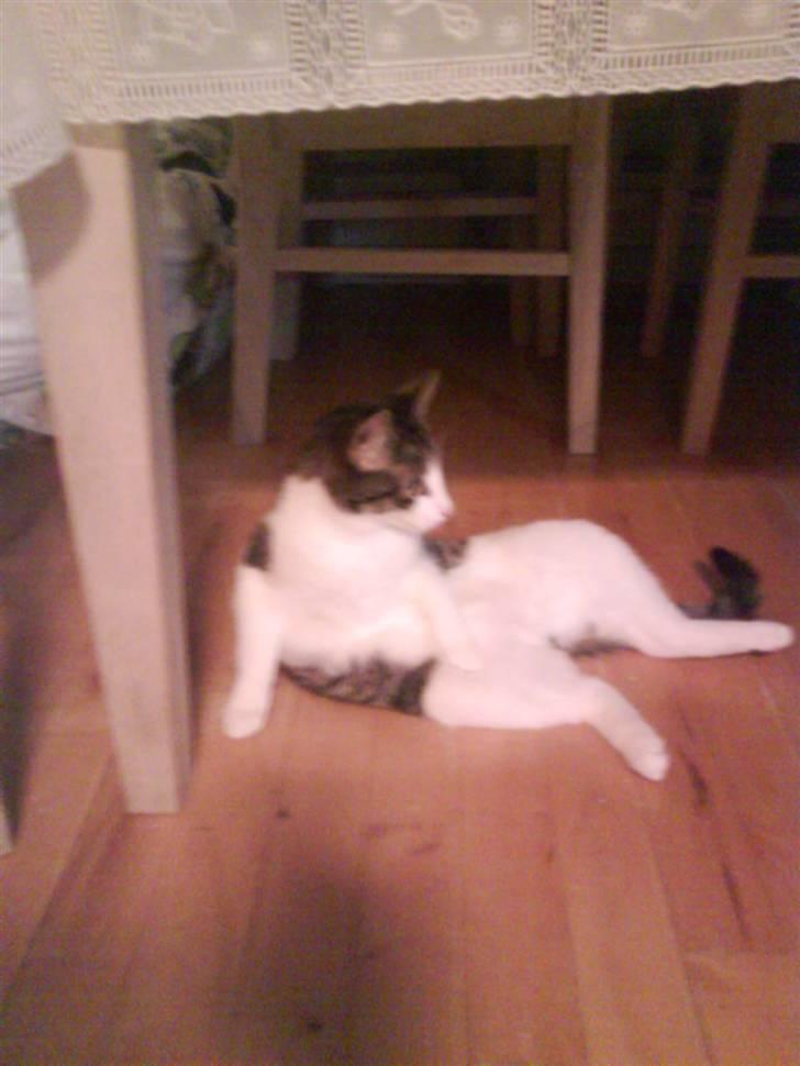 Huskat Trunte † R.I.P. † billede 8