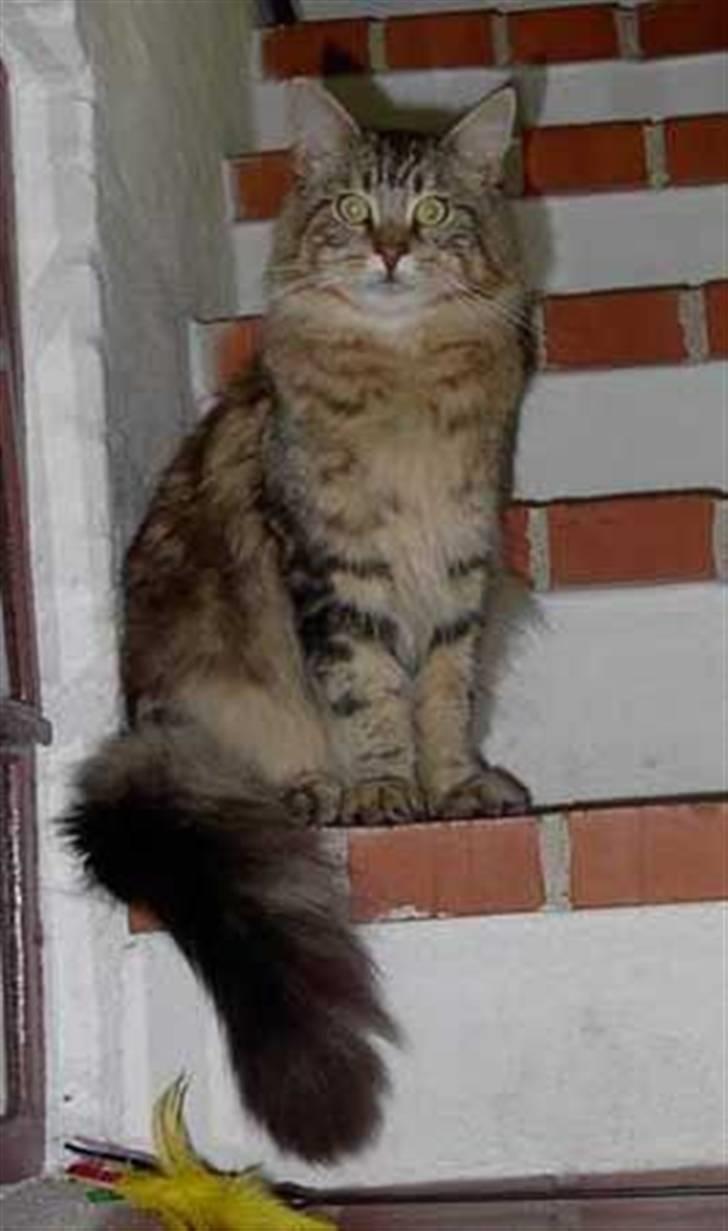 Maine Coon Maintain Hot Chocolade - her er choko i sine unge dage nede hos florian : ) billede 1