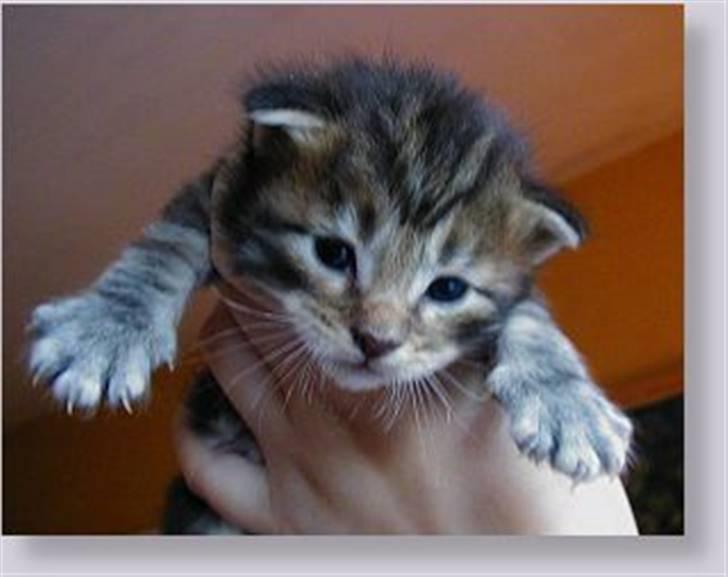 Maine Coon Maintain Hot Chocolade - Dejlige Choko kun 5 uger gammel  : ) billede 2