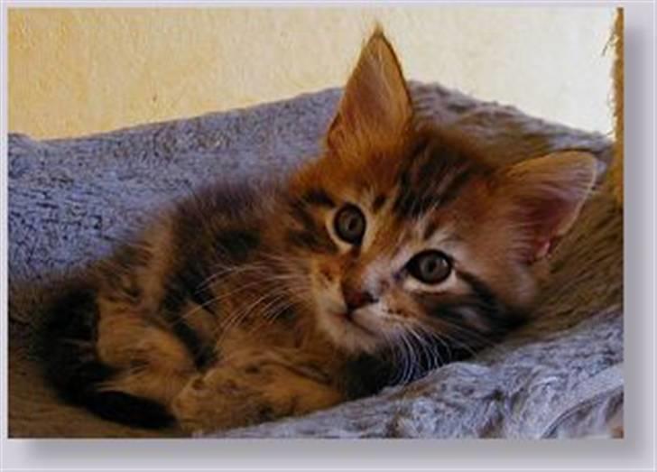 Maine Coon Maintain Hot Chocolade - Choko 8 uger gammel : ) billede 3