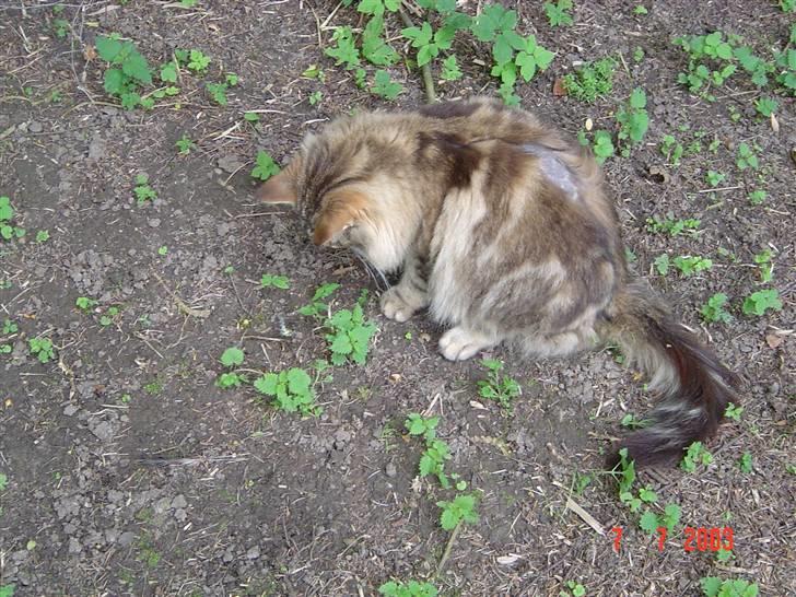 Maine Coon Maintain Hot Chocolade - Choko har faget en lille mus...Mums billede 4