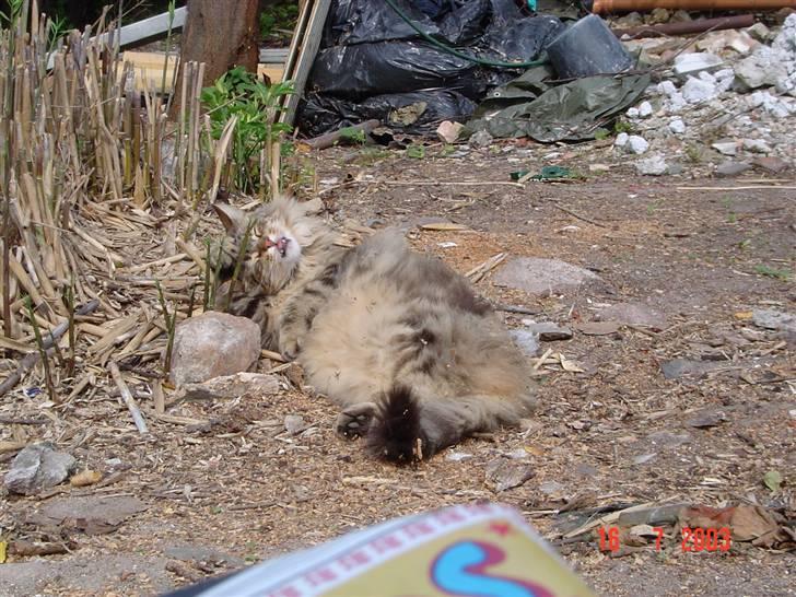 Maine Coon Maintain Hot Chocolade - Skønt med massere møg i pelsen.....mor ordner det jo senere *GG* billede 5
