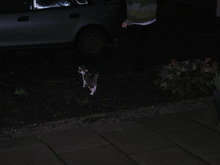 Huskat Mille - Mille ude i de sene timer - derfor lidt sort :-) billede 20