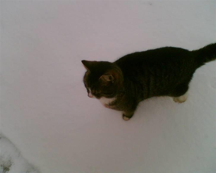 Blanding af racer Bølle billede 4