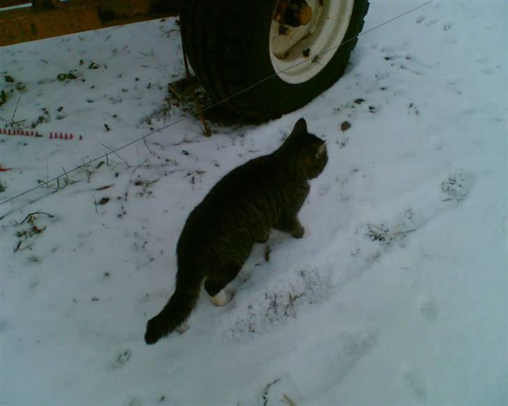 Blanding af racer Bølle billede 5