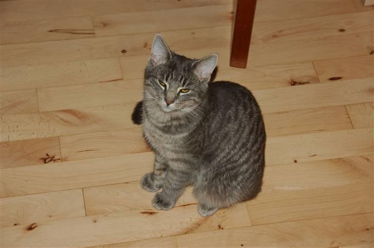 Huskat Jaws - Jaws når han sidder stille billede 1