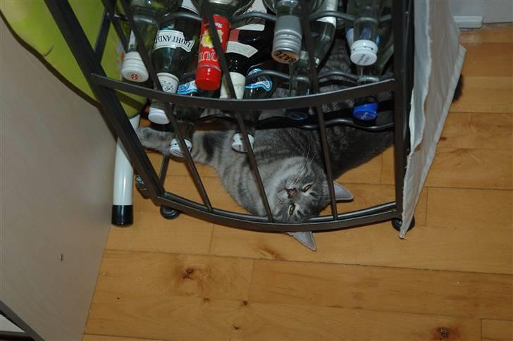 Huskat Jaws - Ja der er sjovt under vinreolen. eller under alle andre møbler billede 2