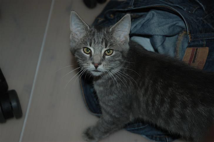 Huskat Jaws - Her er man vist ude på ballade billede 3