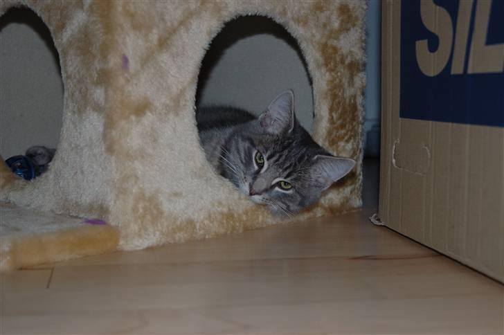 Huskat Jaws billede 4