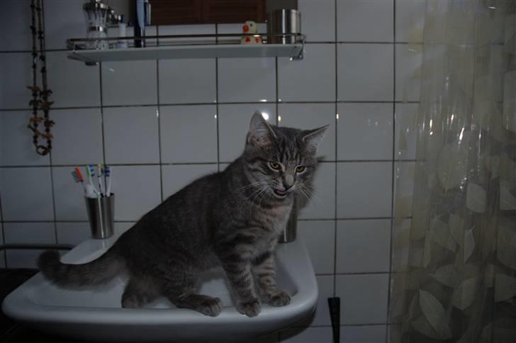 Huskat Jaws - Normalt ligger han bare ned og hvis han får lov leger han med vandet billede 5