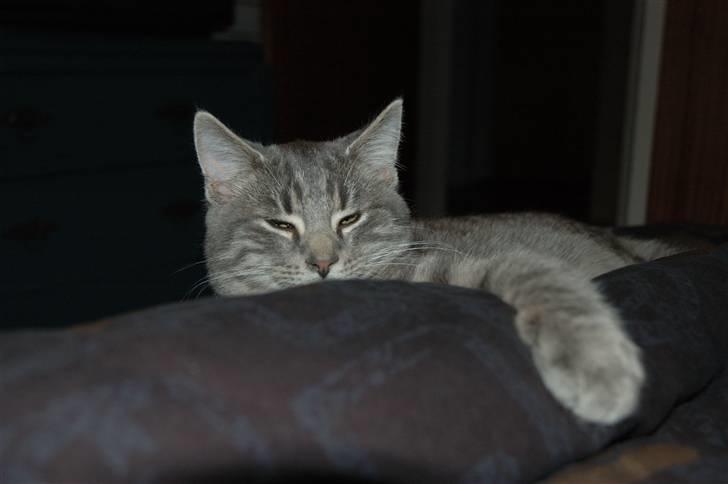 Huskat Jaws billede 7