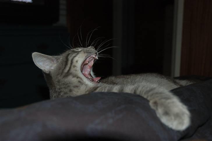 Huskat Jaws billede 8