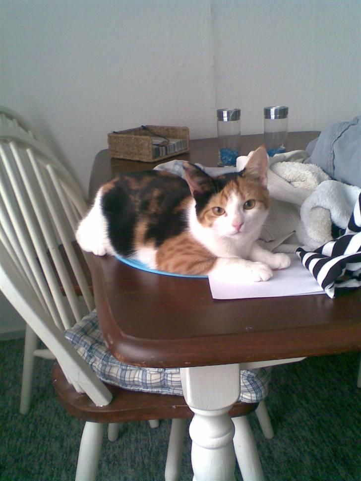 Blanding af racer lille-my billede 1