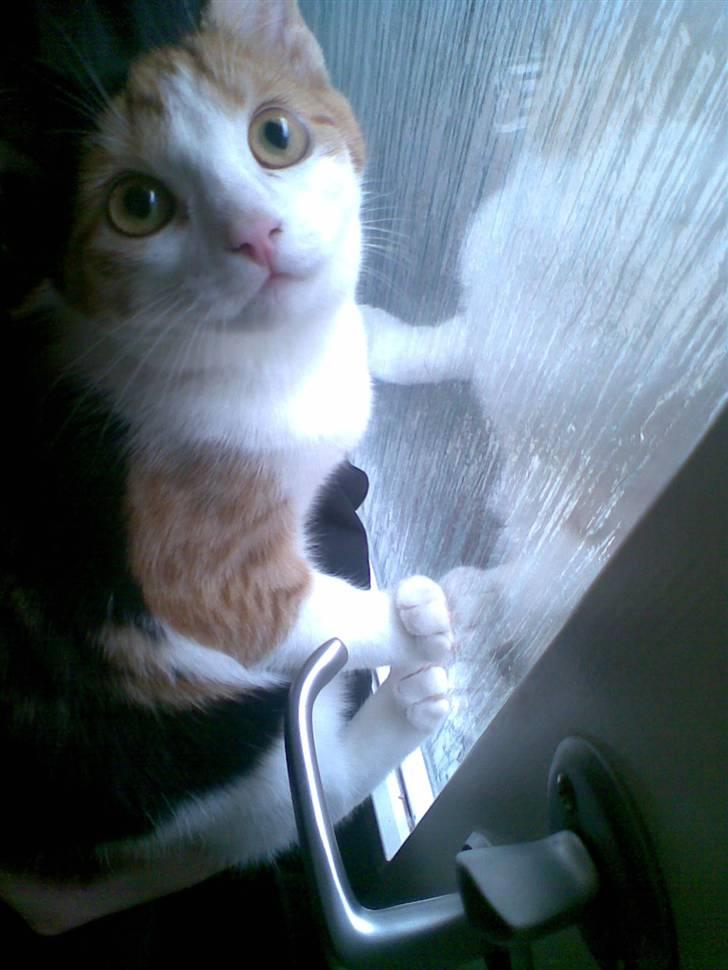 Blanding af racer lille-my billede 2