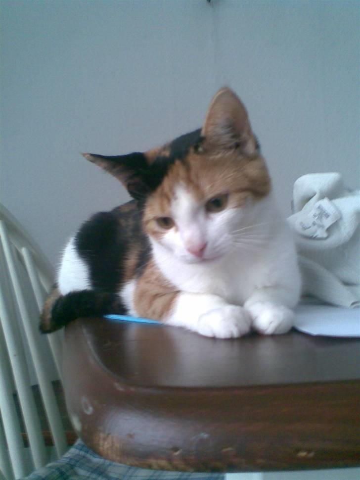 Blanding af racer lille-my billede 3