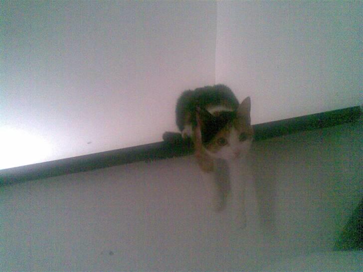 Blanding af racer lille-my billede 4