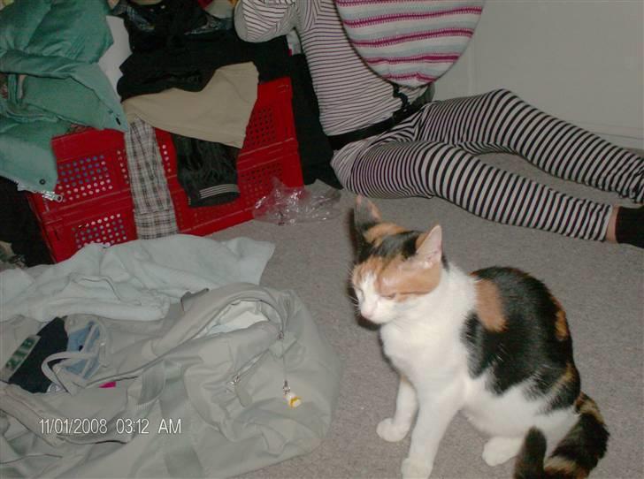 Blanding af racer lille-my billede 5