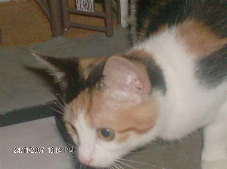 Blanding af racer lille-my billede 6