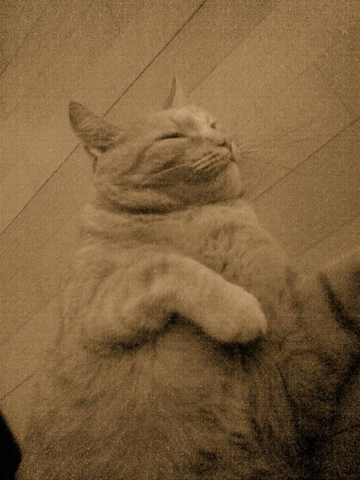 Huskat Tarzan billede 1