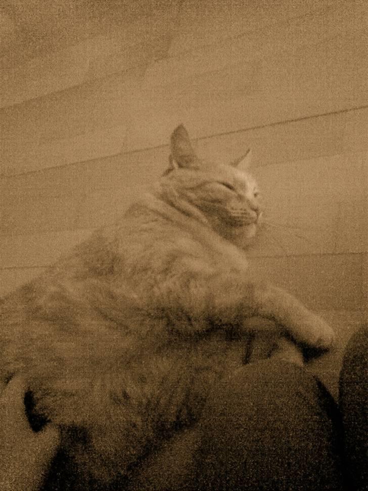 Huskat Tarzan billede 2