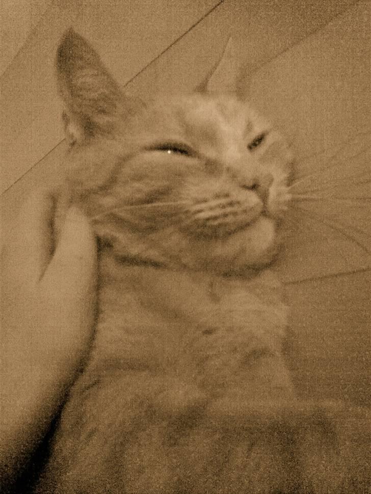 Huskat Tarzan billede 3