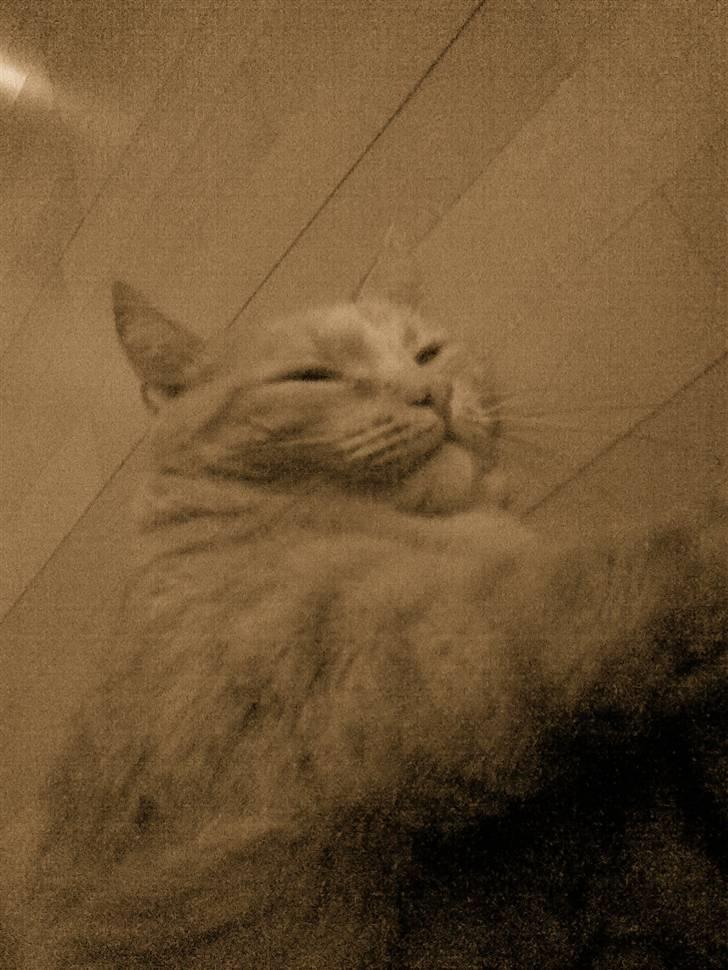 Huskat Tarzan billede 4