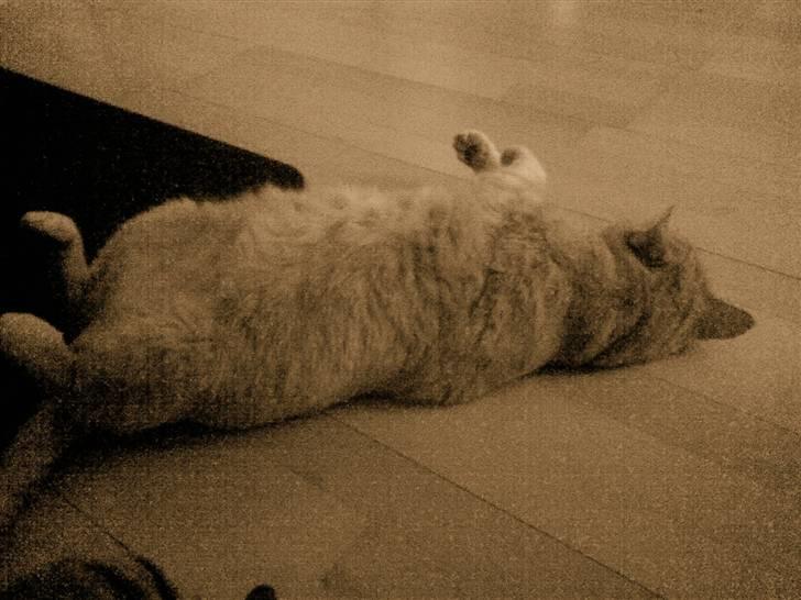 Huskat Tarzan billede 5