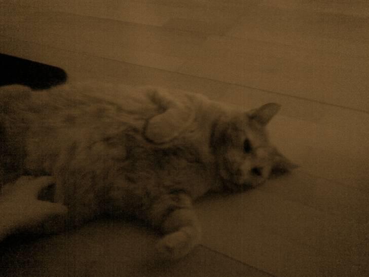 Huskat Tarzan billede 6