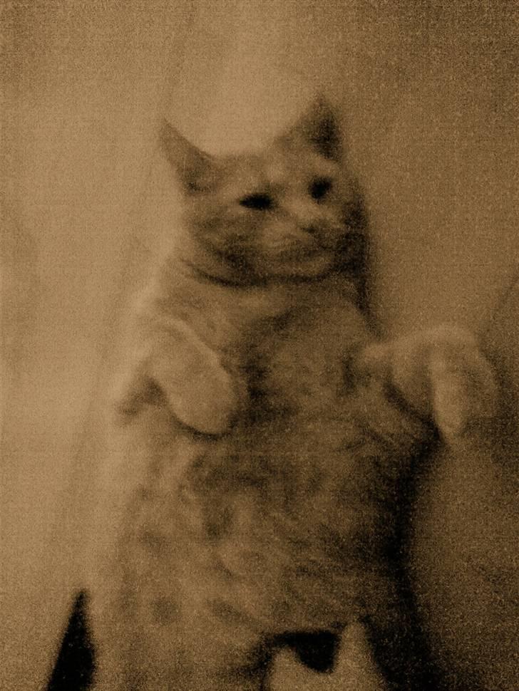 Huskat Tarzan billede 7