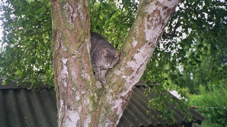 Huskat Misse billede 1