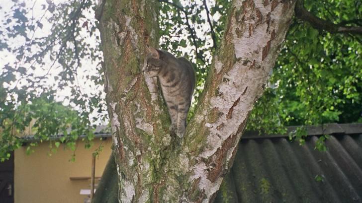 Huskat Misse billede 2