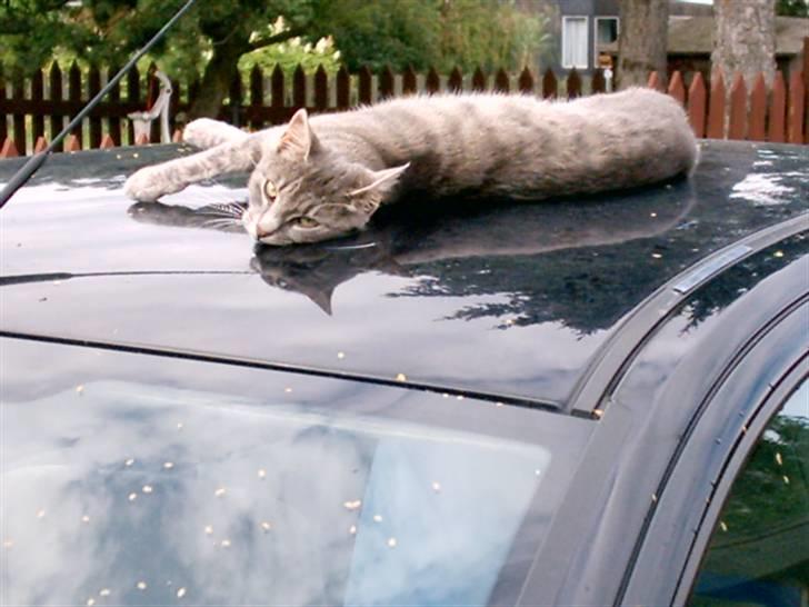 Huskat Misse billede 3