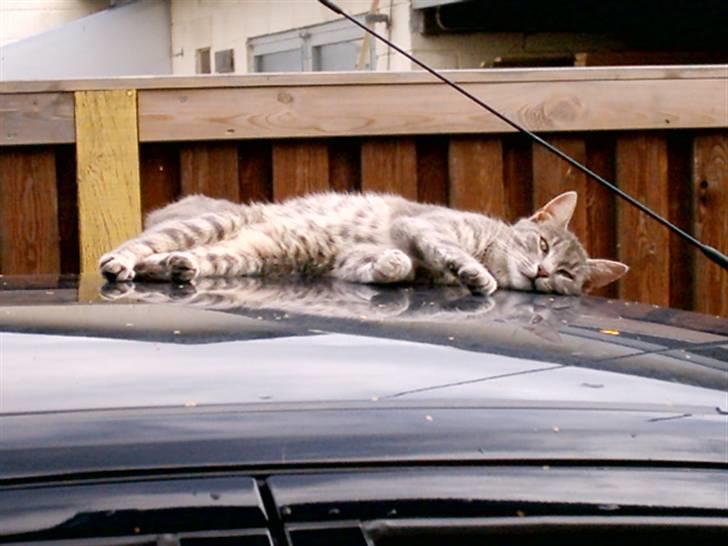 Huskat Misse billede 4