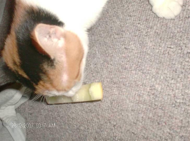 Blanding af racer lille-my billede 7