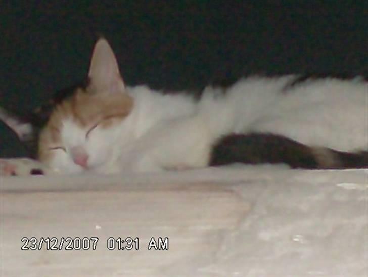 Blanding af racer lille-my billede 8