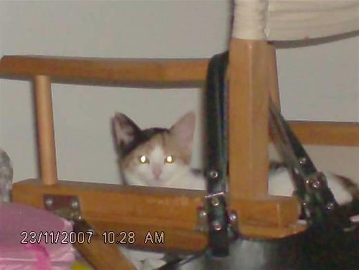 Blanding af racer lille-my billede 9