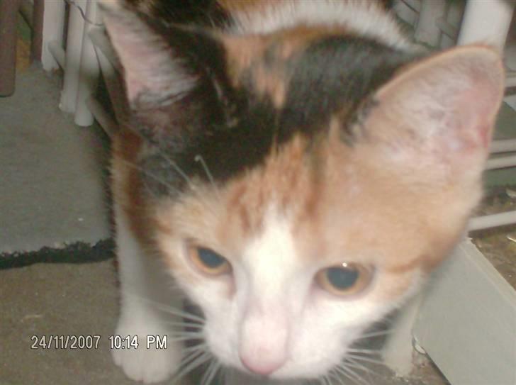 Blanding af racer lille-my billede 10